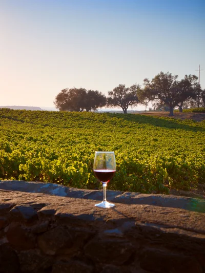 Vinhas do Alentejo
