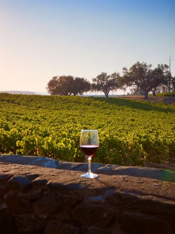 Vinhas do Alentejo